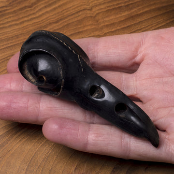 Bird Skulls - Large Raven Head from Horn